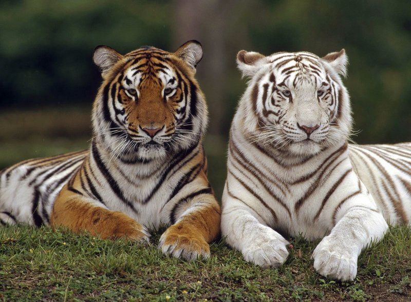 Τα καλύτερα ζωολογικά πάρκα του κόσμου