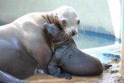 Attica Zoological Park