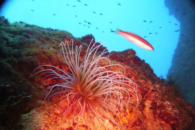 Chania Diving Center