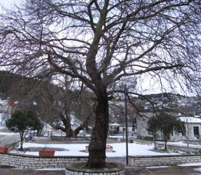 Mesohori